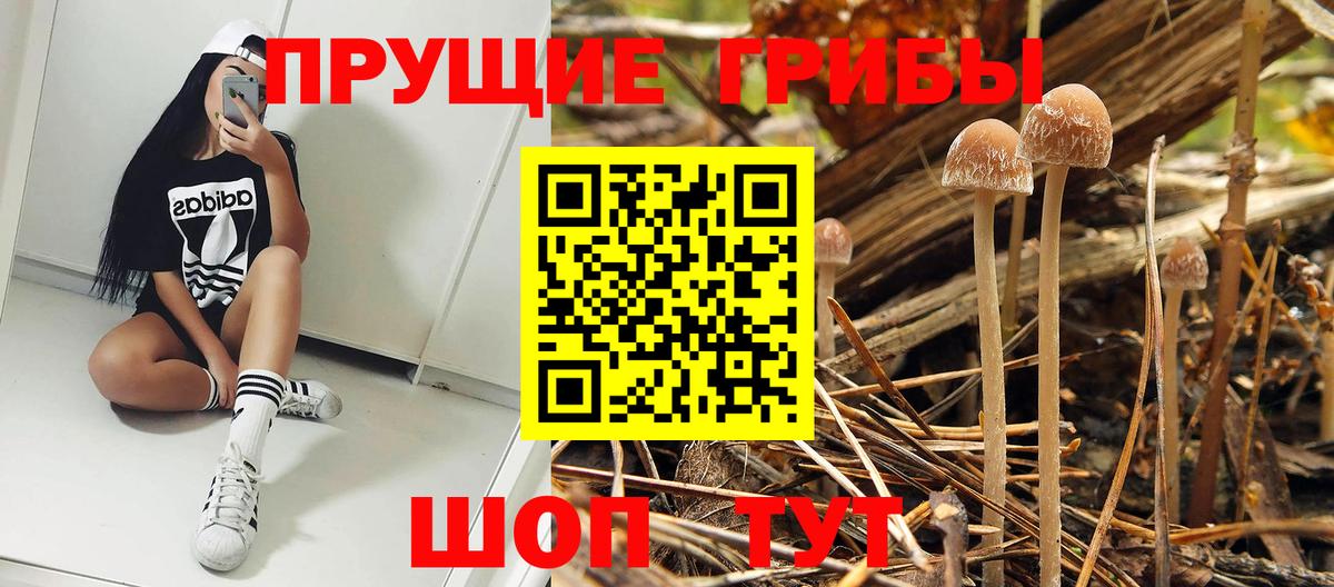 Галлюциногенные грибы Psilocybe  Вход с VPN  Галлюциногенные грибы Psilocybe  Саратов 